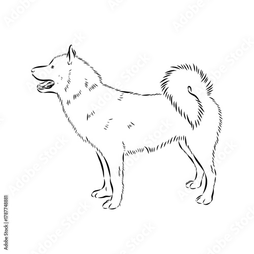 Greenland dog, husky, vector sketch