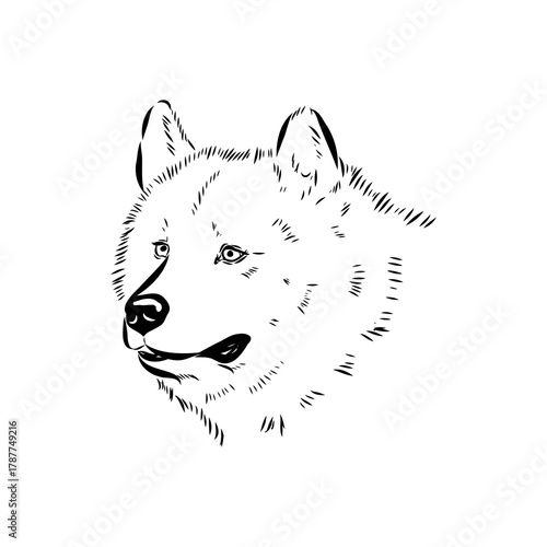 Greenland dog, husky, vector sketch
