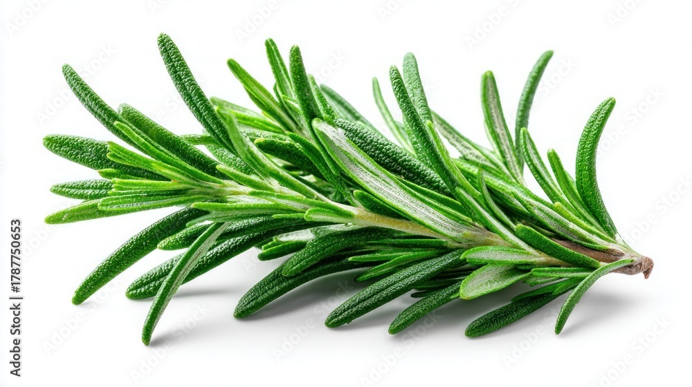 Fototapeta premium Fresh rosemary sprig isolated on a clean white background for culinary use