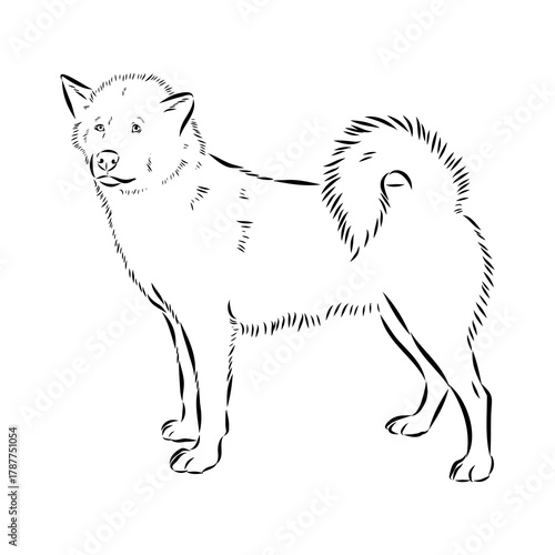 Greenland dog, husky, vector sketch
