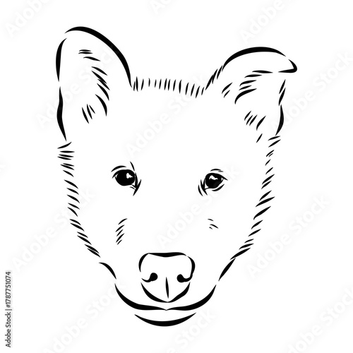 Greenland dog, husky, vector sketch