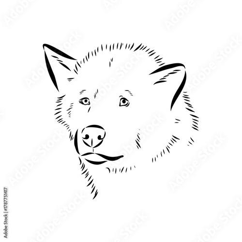 Greenland dog, husky, vector sketch