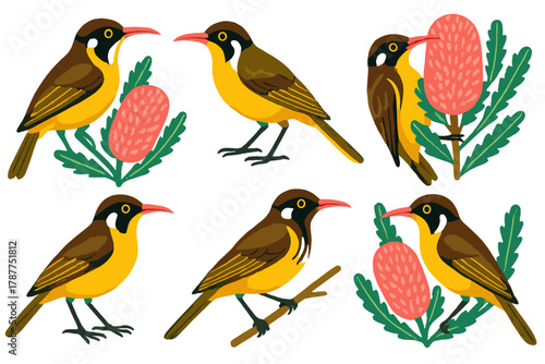 Yellow-faced honeyeater birds with native Australian banksia flower set