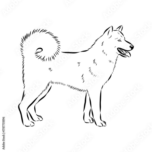 Greenland dog, husky, vector sketch