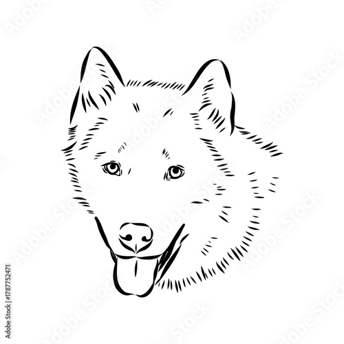 Greenland dog, husky, vector sketch