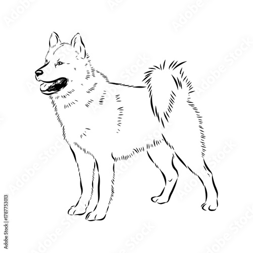 Greenland dog, husky, vector sketch