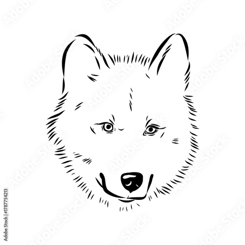 Greenland dog, husky, vector sketch