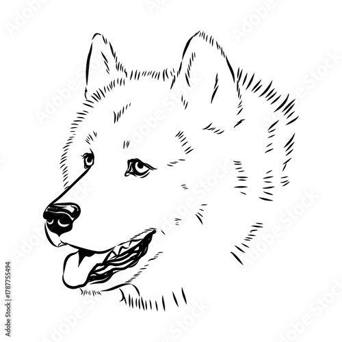 Greenland dog, husky, vector sketch