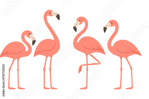 Four pink flamingos standing in profile view against white background