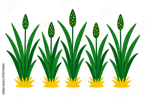 Stylized green grass plants featuring upright yellow flower spikes
