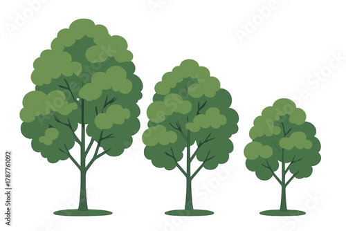 Three deciduous trees displaying various shades of green foliage