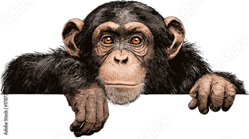 Realistic hand-drawn illustration of a young chimpanzee looking curiously over a blank white background.
