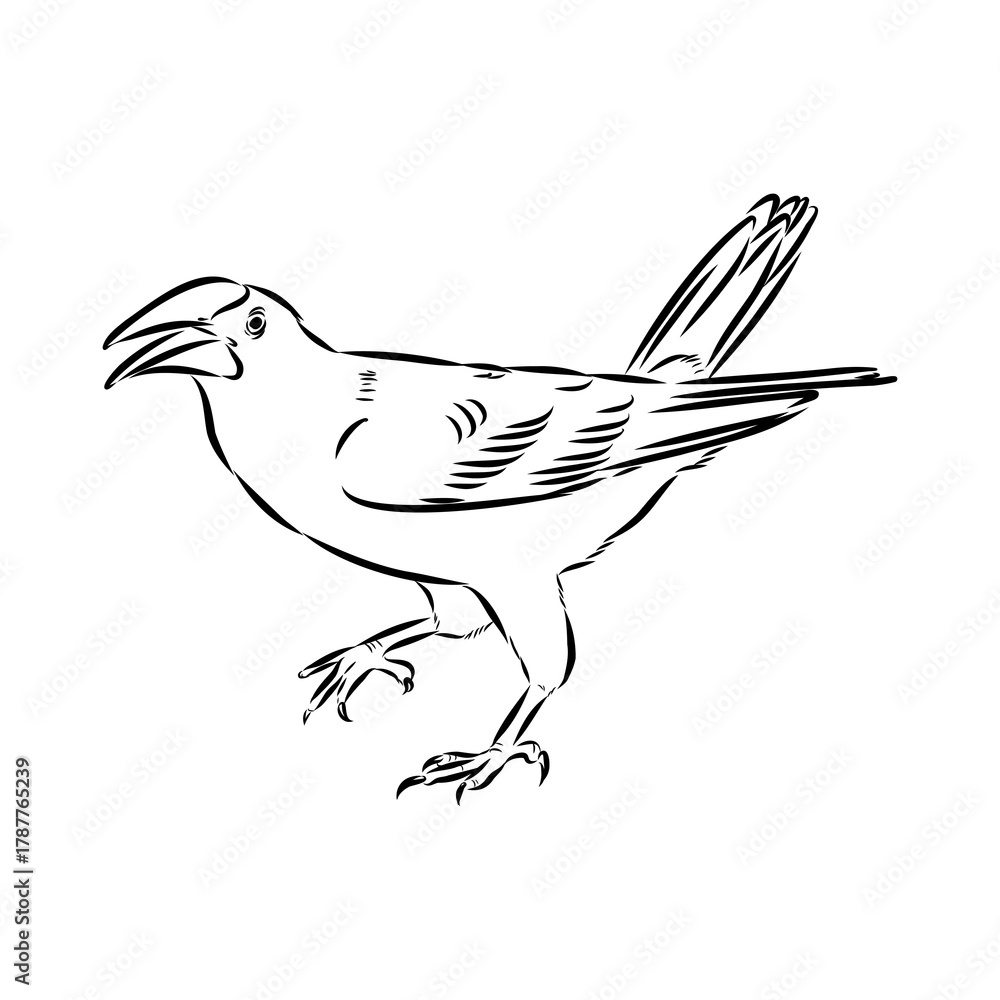 Fototapeta premium oropendola, wild bird, vector sketch