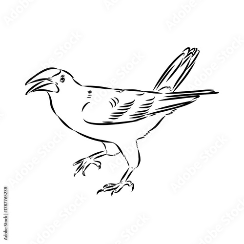 oropendola, wild bird, vector sketch