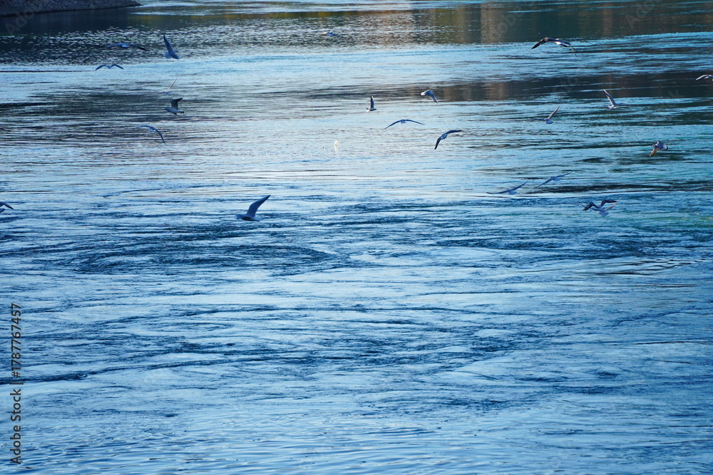 Fototapeta premium Seagulls and cormorants fly over the reservoir.