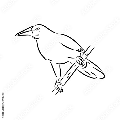 oropendola, wild bird, vector sketch