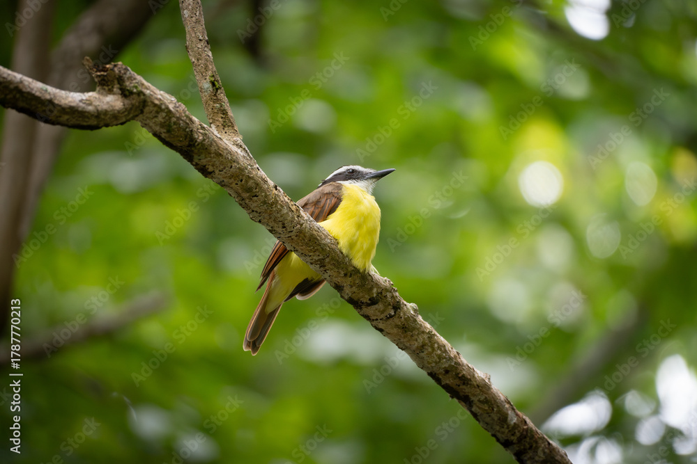 Obraz premium great tit on a branch