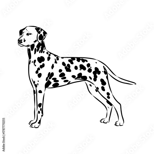 oropendola, wild bird, vector sketch