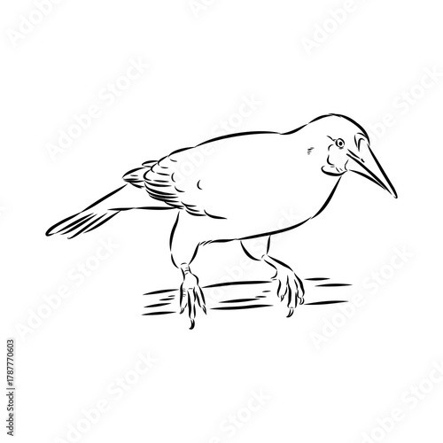 oropendola, wild bird, vector sketch
