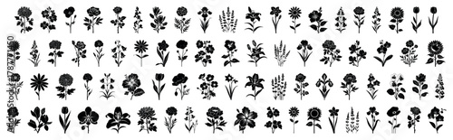 Set of vector botanical floral and herbal elements. Collection of wild wildflowers and ornamental plants. Leaf silhouette set, simple leaves flat design. Simple daisy flowers black silhouettes set