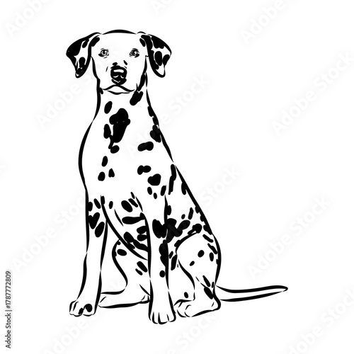 Dalmatian dog, vector sketch