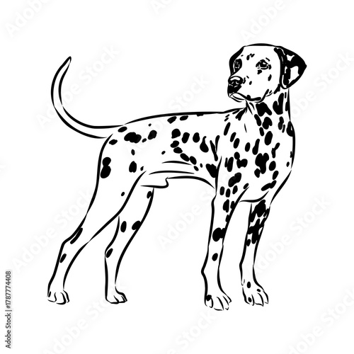 Wallpaper Mural Dalmatian dog, vector sketch Torontodigital.ca