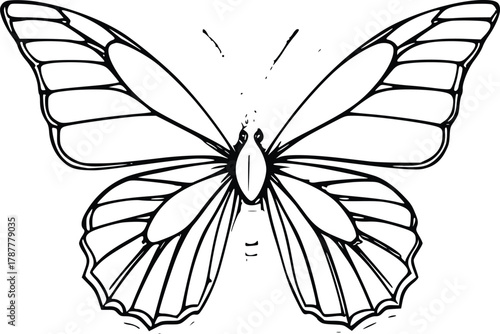 Simple Black and White Line Art Drawing of a Butterfly with Symmetrical Wings and Veins