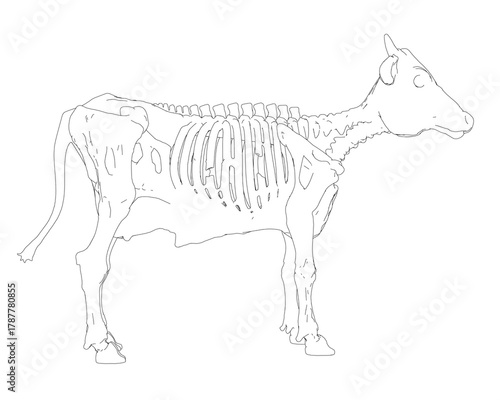 Zombie cow skeleton contour drawing in terrifying style, isolated on white background with subtle watermark. This illustration combines horror and anatomy themes perfectly. Side view
