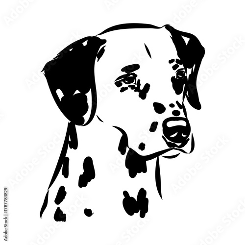 Dalmatian dog, vector sketch