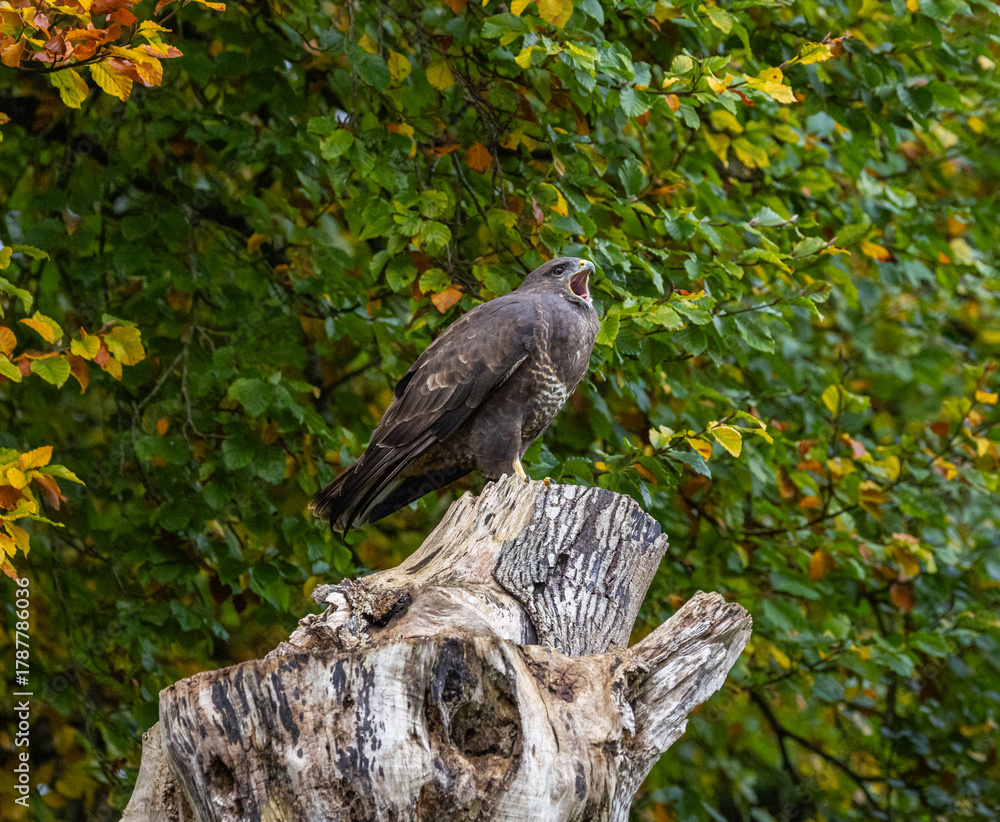 Fototapeta premium Common buzzard - Buteo buteo