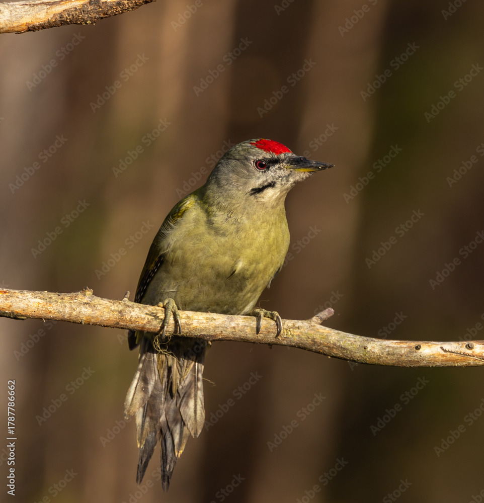 Fototapeta premium Grey headed woodpecker - Picus canus