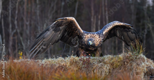 Golden eagle - Aquila chrysaetos