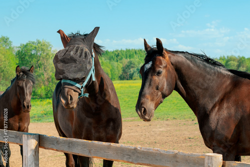Three horses are standing in a pasture near a wooden fence on a summer day, close-up