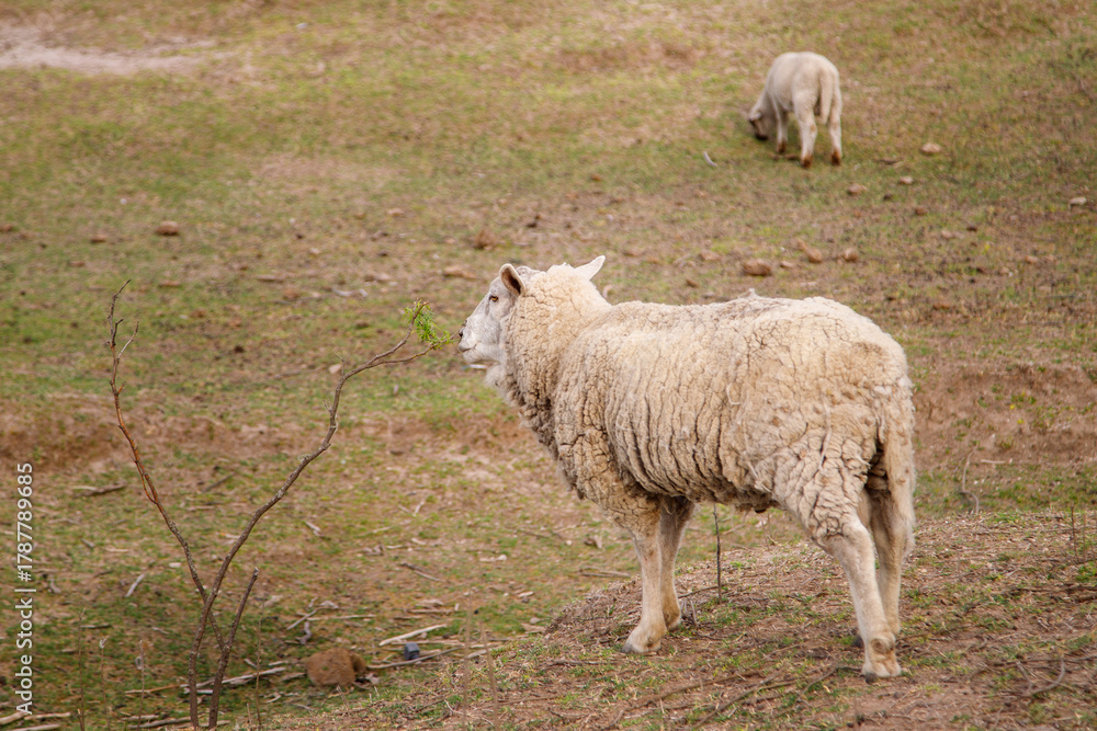 Obraz premium sheep and lambs