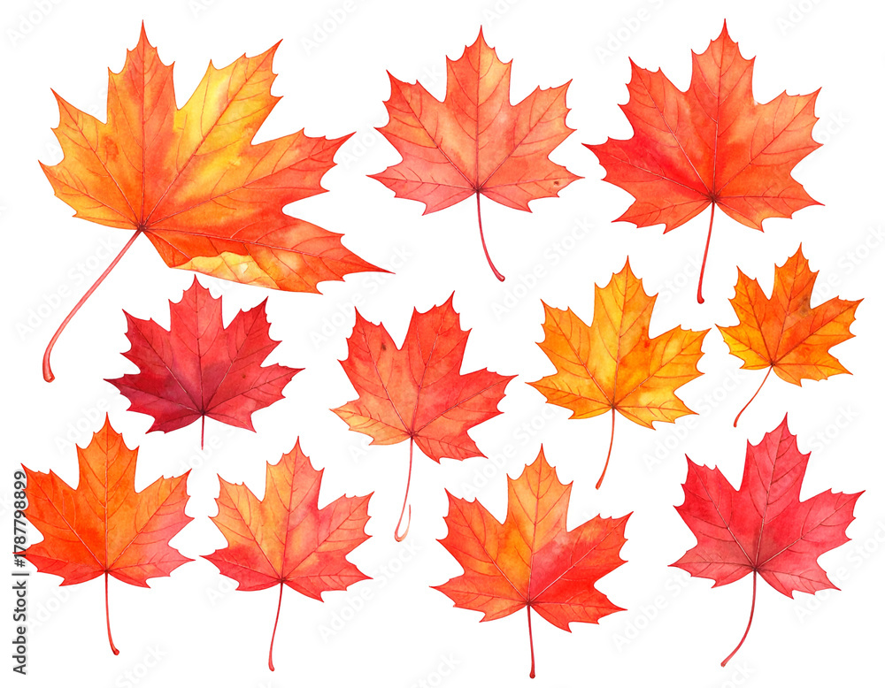 Obraz premium Colorful watercolor maple leaves in various shades of red, orange, and yellow
