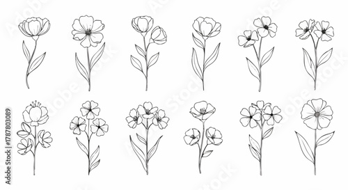 A collection of delicate botanical line art illustrations featuring various simple flower designs on a white background