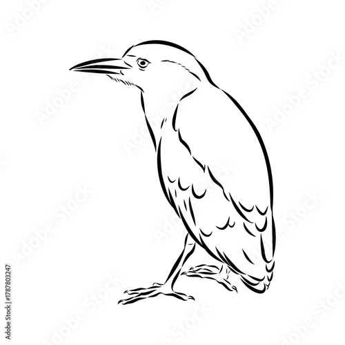croaker bird, vector sketch