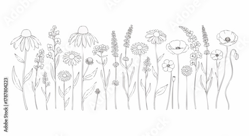 A delicate line art illustration depicts a border of various wildflowers, including echinacea, lavender, and poppies, on a white background