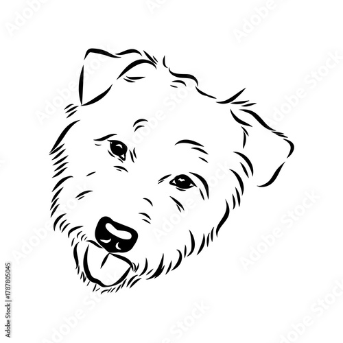 Glenn Imaal terrier, vector sketch