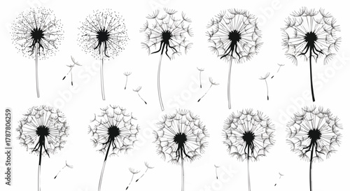Collection of black and white dandelion seed head illustrations in various styles, perfect for nature patterns and organic design backgrounds