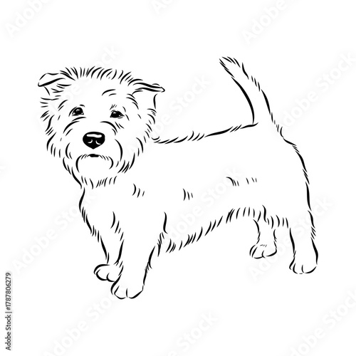 Glenn Imaal terrier, vector sketch