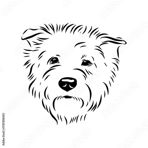 Glenn Imaal terrier, vector sketch