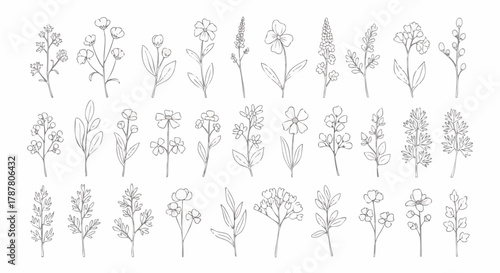 Collection of delicate hand-drawn floral illustrations and botanical line art elements