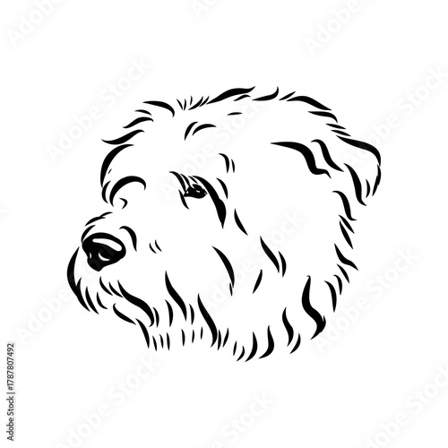 Glenn Imaal terrier, vector sketch