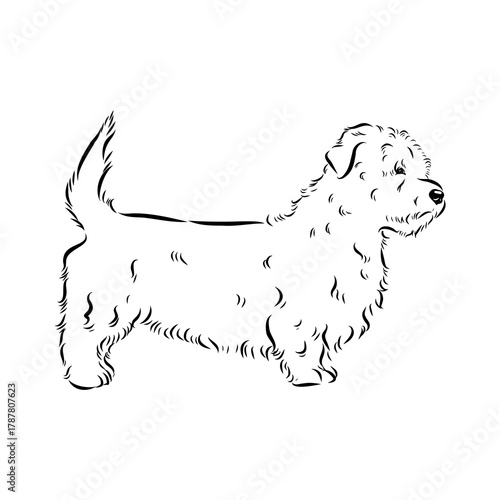 Glenn Imaal terrier, vector sketch