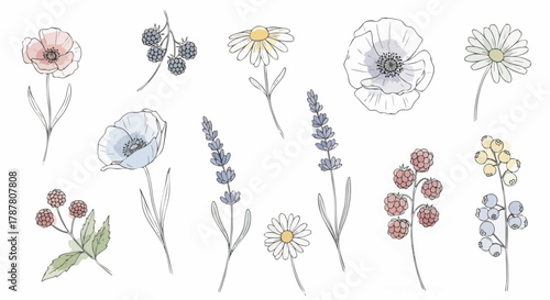 Delicate hand-drawn botanical illustrations of various flowers and fresh berries in a soft watercolor sketch style