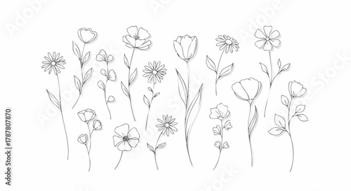 Delicate hand-drawn botanical line art illustrations on a clean white background
