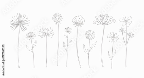 Delicate line art illustrations of various wildflowers and seed pods are presented against a clean white background