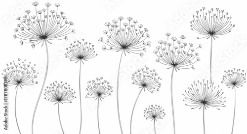 Delicate line drawing of dandelion seed heads in various sizes against a white background