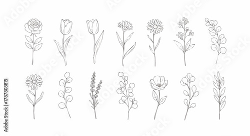 Elegant floral line art illustrations. This nature set includes flowers, leaves, and stems